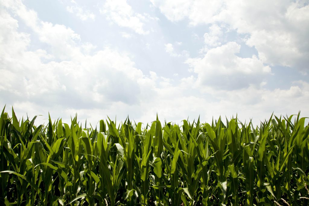 A field of corn and a blue sky showing the bio-based resources.