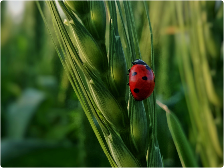 A red ladybug with black spots clinging to the green stalk of a wheat plant.